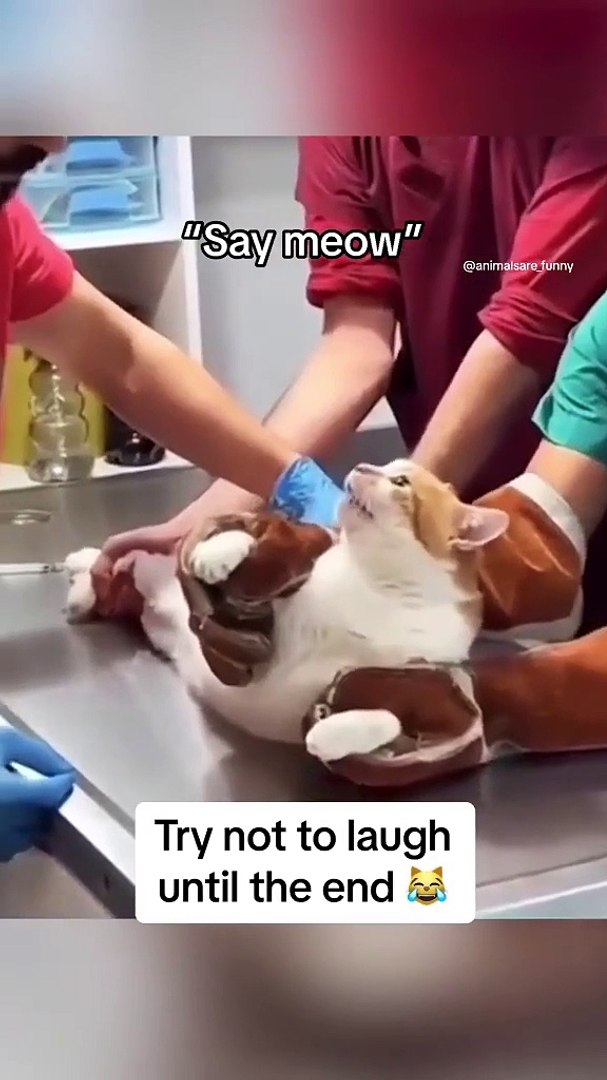 ⁣Doctor vs Kittens new viral video 😍📸😷 kittens funny moments 😅😄#shorts #shortvideos #viralvideos #fun