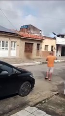Ataque de cães da raça Pitbull deixa cachorro de rua morto na Ponta Grossa