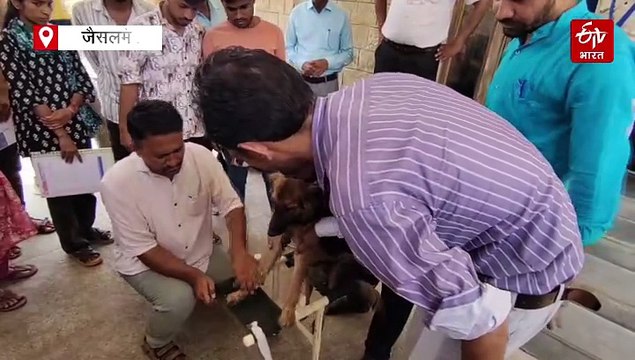 मानवता की मिसाल: जैसलमेर में लकवाग्रस्त श्वान के लिए बनाई अनोखी व्हील चेयर