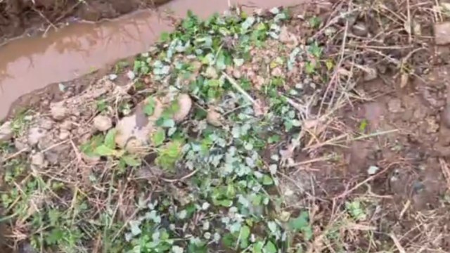 Leafcutter ants struggle on flooded path until a gentleman steps in to help