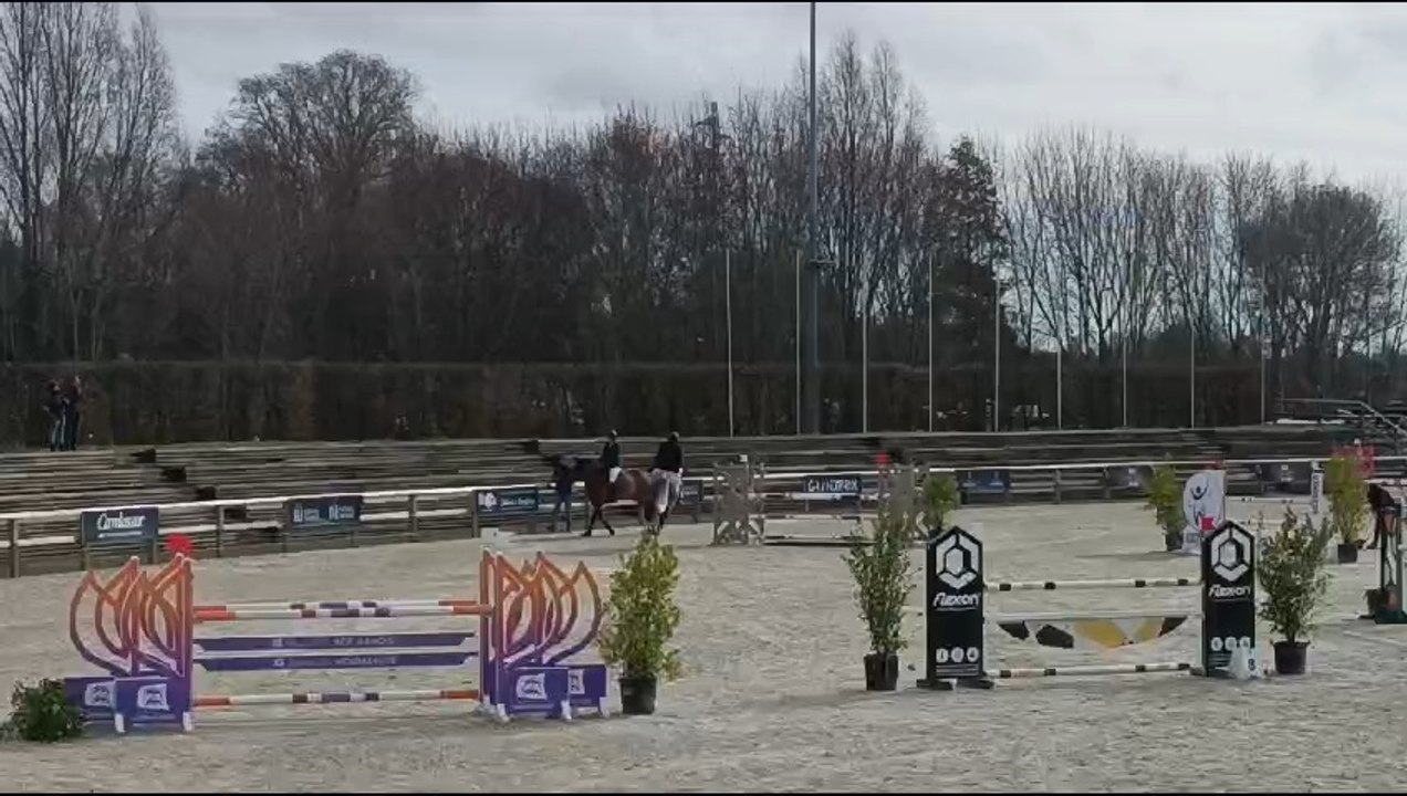 À vendre Hongre gris 8 ans idéal amateur 