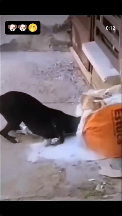 🤣su carita empanizada 🐶🤣