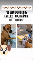 No te rindas nunca 🐕🥺