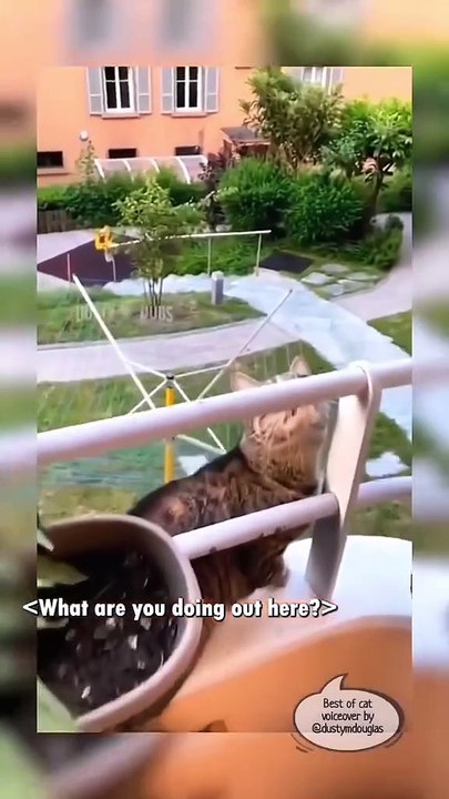 Cats are Funny video
