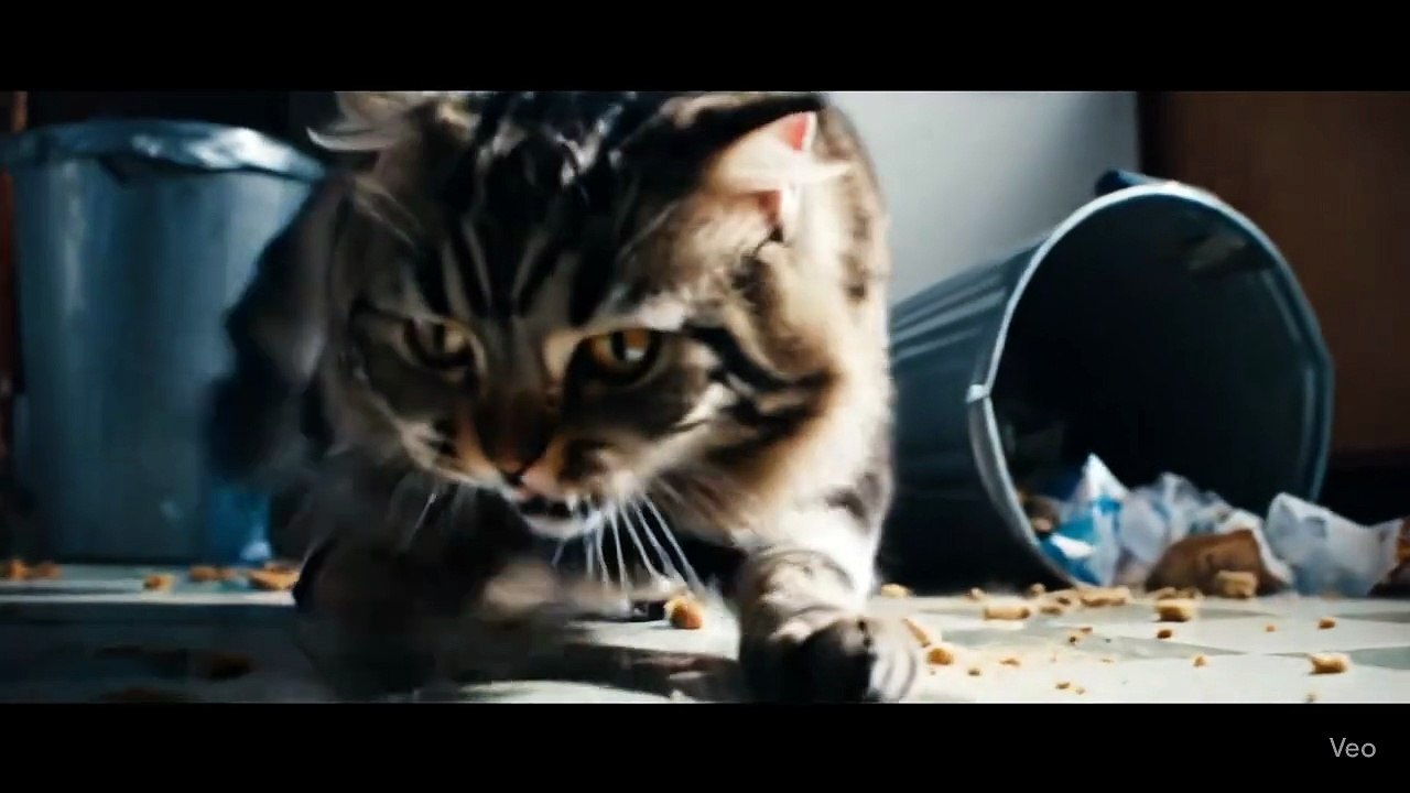 Video_Ready_Cat_and_Mouse