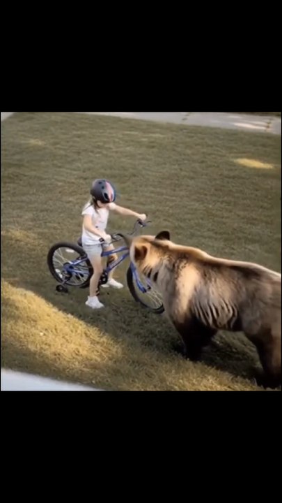 Bear