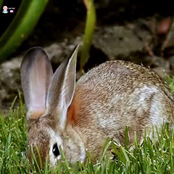 ️ Learning Alphabet for Toddlers | Learn Alphabet A to Z | Fun ABC Songs for Children |Education Videos | Preschool Learning |