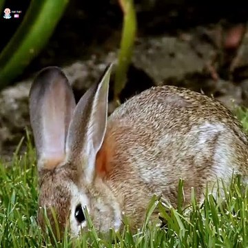 ️ Learning Alphabet for Toddlers | Learn Alphabet A to Z | Fun ABC Songs for Children |Education Videos | Preschool Learning |