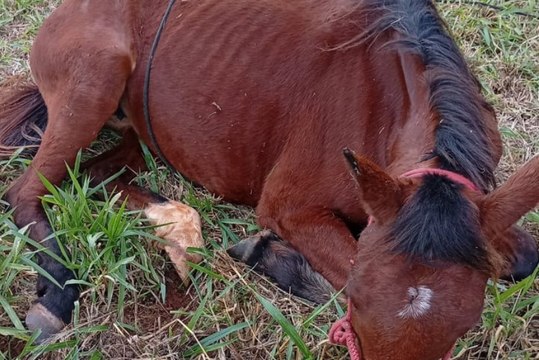 Saau resgata égua em situação de maus-tratos em Umuarama