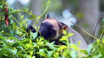 Canguros arborícolas fantasmas del bosque