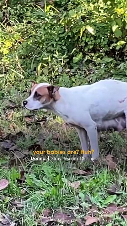 Mama Dog Hiding Her Puppies in an Abandoned House Gets the Rescue She Deserves 🐾❤️ | The Dodo Vibes