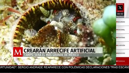 En Tamaulipas buscan crear el arrecife artificial más grande del mundo