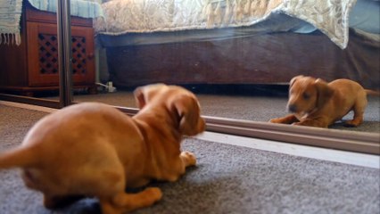 CONEXÃO ANIMAL N•29