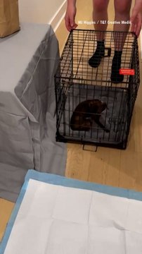 Rescue Dogs Reunited After Being Sent to Different Foster Homes