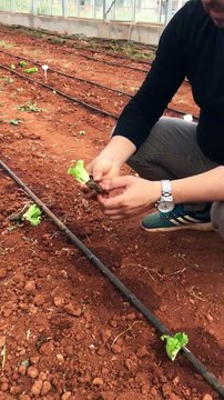 Marul fidesi dikimi (Planting lettuce seedlings)