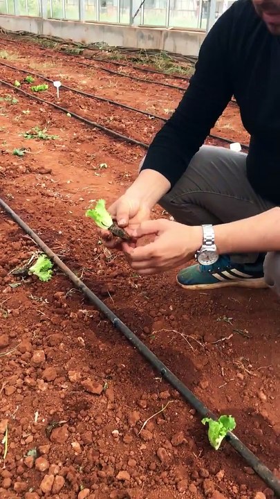 Marul fidesi dikimi (Planting lettuce seedlings)