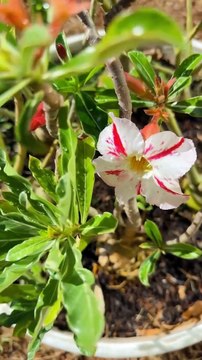 Em luta pela guarda do neto, mãe de Marília Mendonça faz reflexão; confira