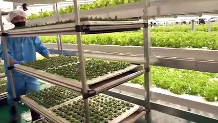 Scientific farming process of growing fresh vegetables by Korean scientists.