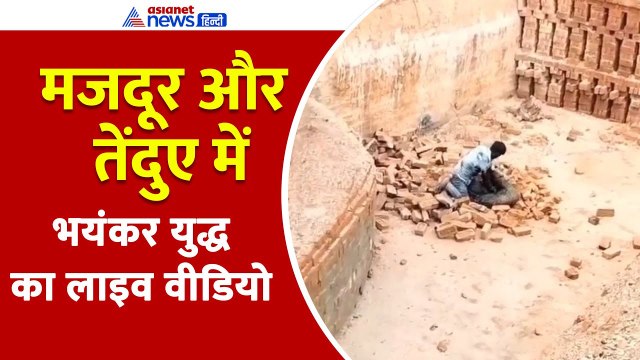 Lakhimpur Kheri: मजदूर ने तेंदुए को उठाकर पटका और फिर...Akhilesh Yadav ने शेयर किया वीडियो