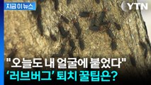 익충이지만 징그러운 '러브버그', 슬기로운 퇴치 방법은? [지금이뉴스] / YTN