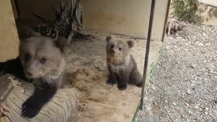 영국 동물원 곰 두 마리 탈출해 '꿀 창고' 급습 후 복귀 / YTN
