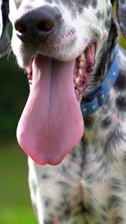 Dalmatian Tangue