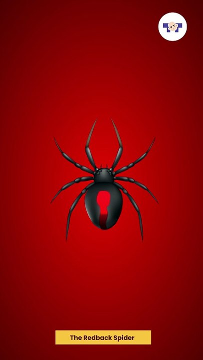 How Dangerous Is Australia Really? The Redback Spider