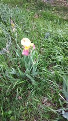 old fashioned sweet smelling Iris