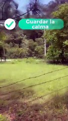 Aquí te decimos qué hacer si ves un oso en Nuevo León