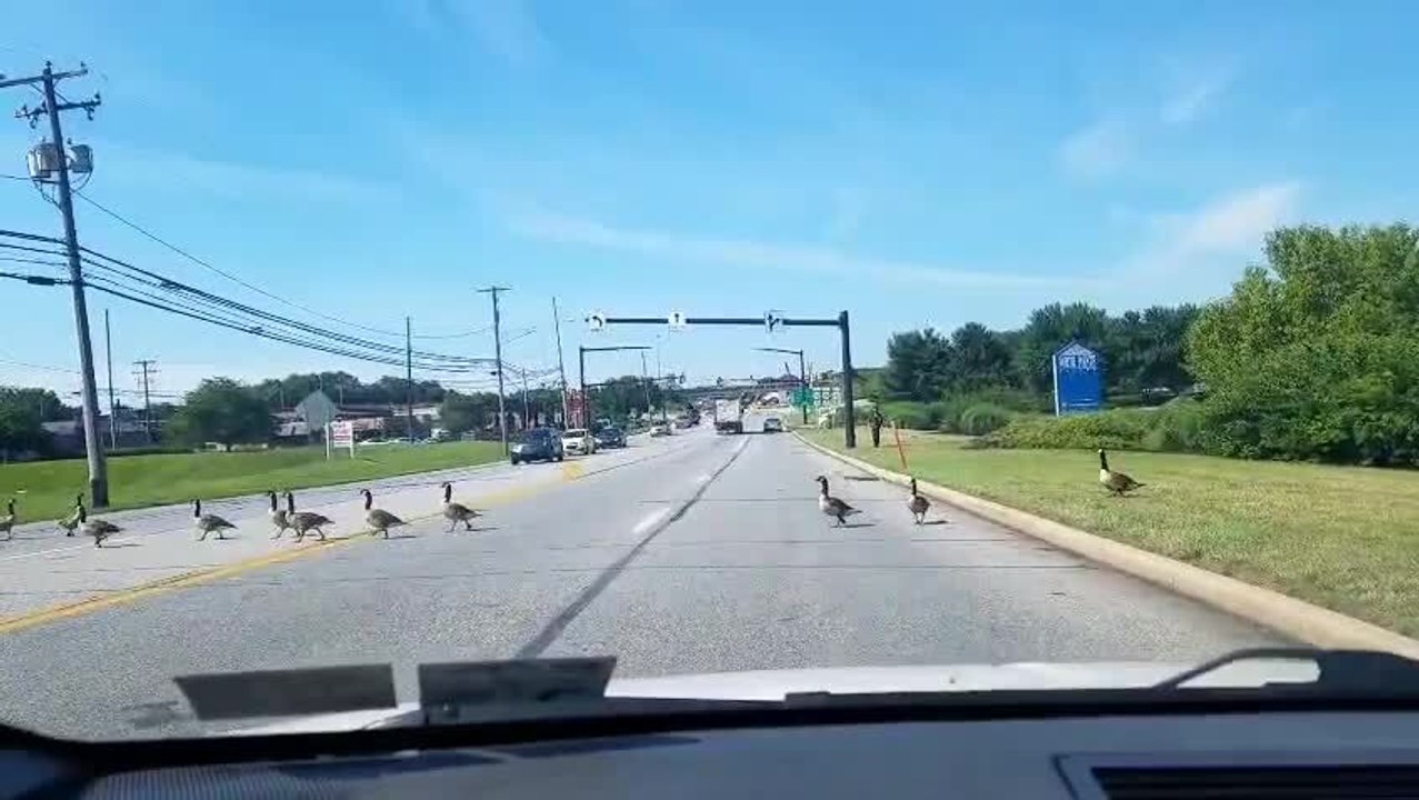 Ducks Cross Highway