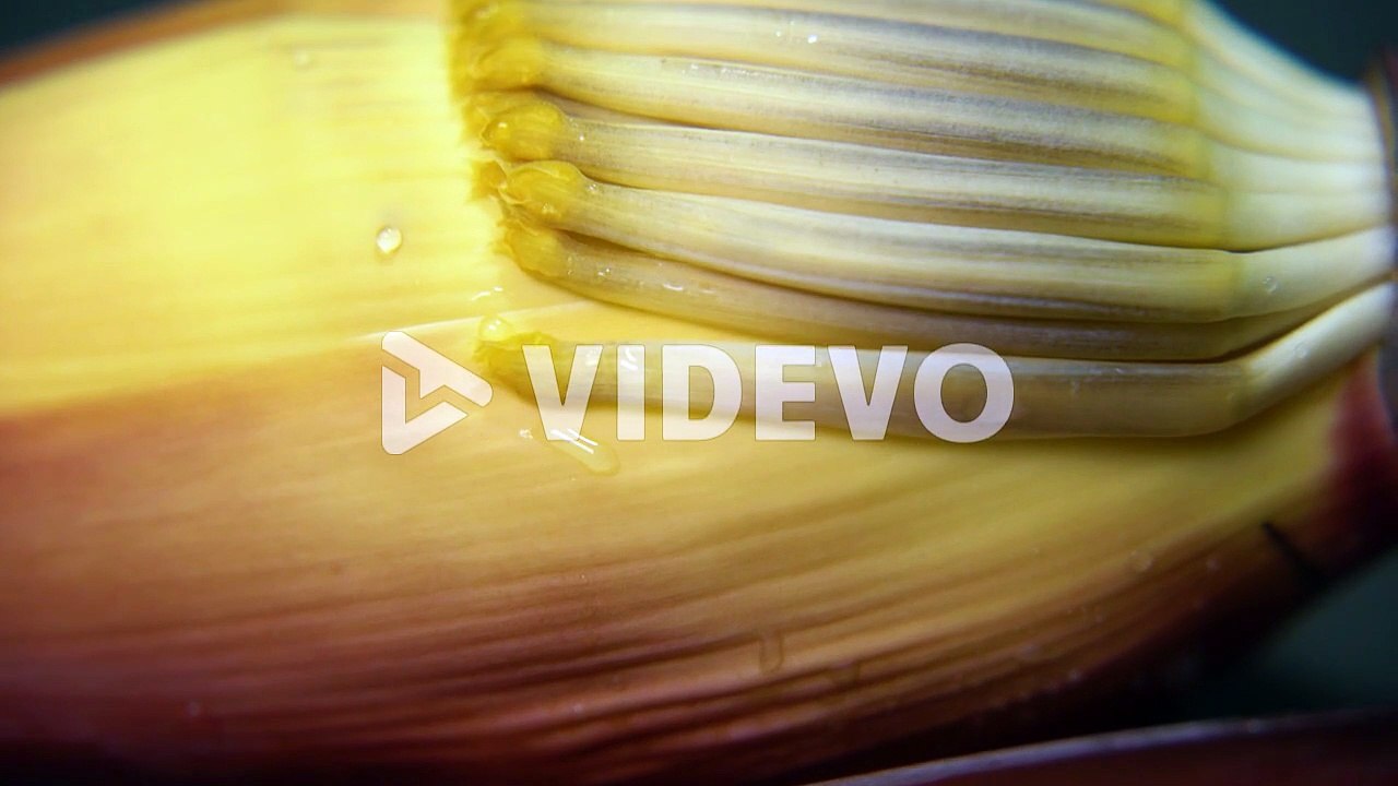 Nutrient rich banana flower or plantain flower or mocha has many nutritional benefits