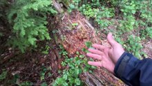 BIGFOOT Documentary  ALONE Overnight on MOUNT HOOD  Mount Hood National Forest