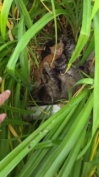 Stray Cat Gives Birth to Kittens in Flower Bed