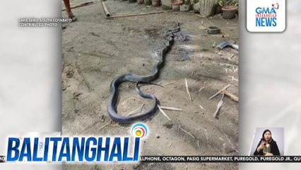 Lalaki, kritikal matapos matuklaw ng king cobra sa loob ng kanilang bahay sa Brgy. Talisay | Balitanghali