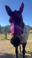 Horse Flashes Grin After Enjoying Treat