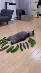 Funny 😆🤣 moments caught on camera #prank with cat