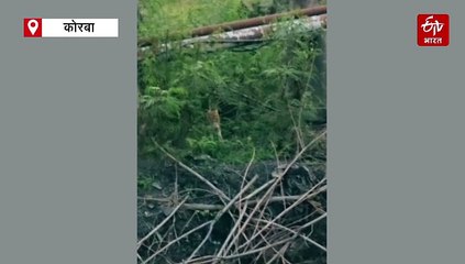 कटघोरा वनमंडल में दिखा दुर्लभ जंगली जानवर, वन विभाग में शुरू की मॉनिटरिंग