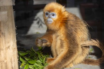 Les nouveautés du parc Pairi Daiza à voir cet été