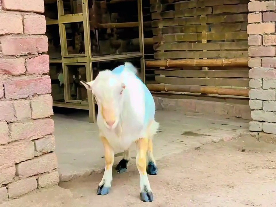 Pets Life #petslife #Viral #Funny #beauty