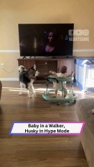 Husky Becomes Baby’s Fluffiest Babysitter & Hype Buddy!