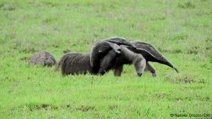 Ecología de carreteras para salvar a los palmeros