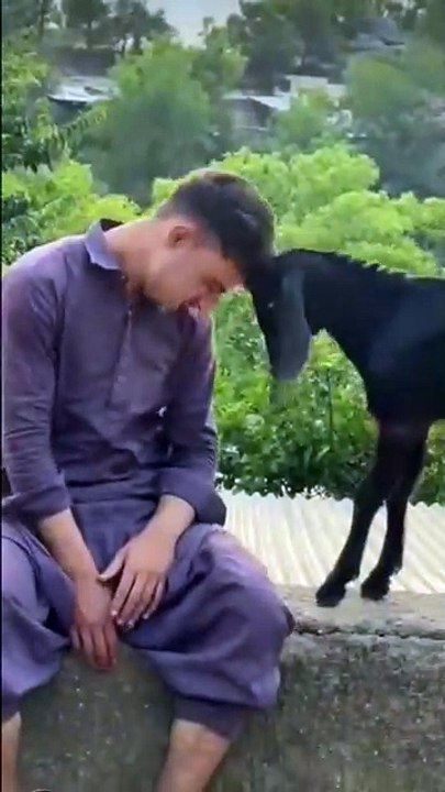Friendship love "boy & goat"