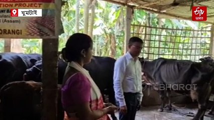 নিতৌ ১২০ লিটাৰ গাখীৰ বিক্ৰী কৰি হ'ল মহালাখপতি বাইদেউ