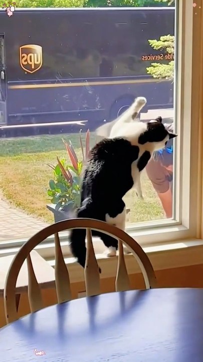 Kittens vs public new viral video 📸 kitten new viral funny video 😂📸#shorts #shortvideos #viralvideos #funny #funnyvideos #comedy #kids #public #cats #animals #love #care