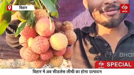 काली मिर्च जैसा बीज और पल्प भरमार..मिठास ऐसी की रसगुल्ला भी फेल, बिहार को जल्द मिलेगी 'सीडलेस लीची'