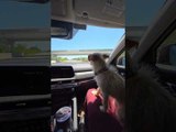 Puppy Ducks Inside Car While Passing Under Bridge