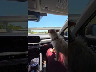 Puppy Ducks Inside Car While Passing Under Bridge