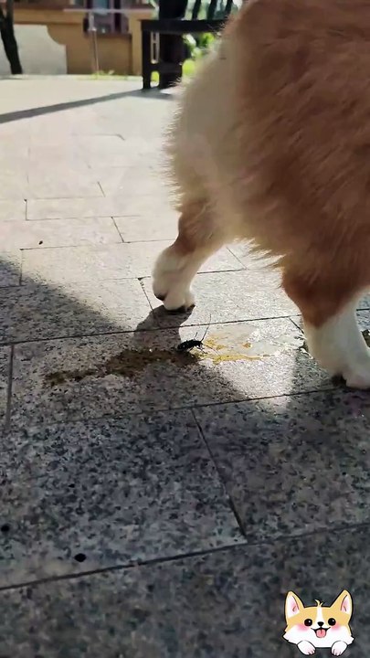 pee at the drop of a hat