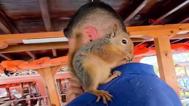 Omzundan bir an bile olsun inmiyor, gören dönüp dönüp bakıyor