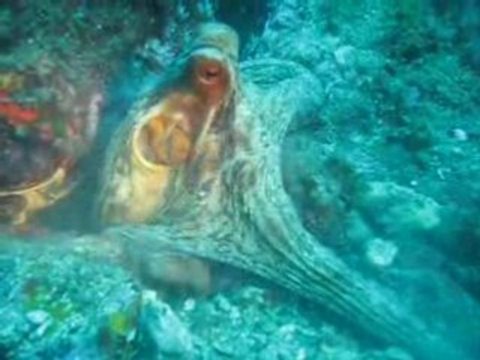 1ere plongée en autonomie Sylvain joue avec un poulpe
